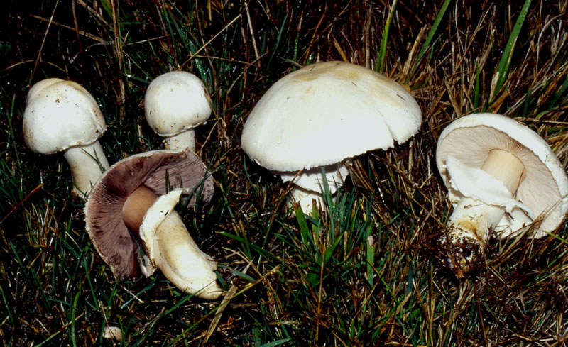 un MIX   per gli appassionati del Genere Agaricus